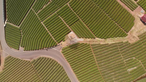 Disparo-De-Descenso-Giratorio-Aéreo-Lento-Sobre-Campos-De-Té-Verde-En-Japón