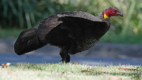 female australian brush turkey walking in slow motion