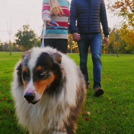 young couple holding hands walking with a dog in the park