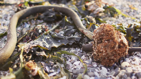 close up view of flower on the rocks near the sea