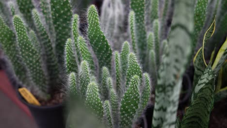 cactus plant in a greenhouse