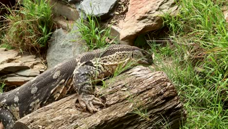 Lagarto-En-Un-Tronco,-Chasqueando-La-Lengua,-Plano-Medio