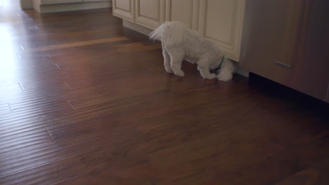 cute little maltipoo sniffs around the kitchen floor