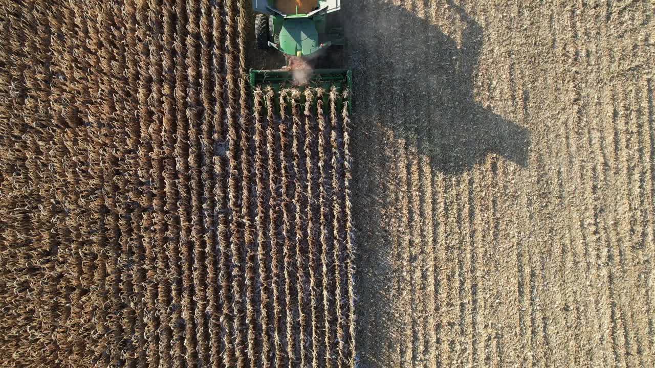 en noviembre, una operación agrícola en ne wisconsin corta y recolecta maíz para ensilaje