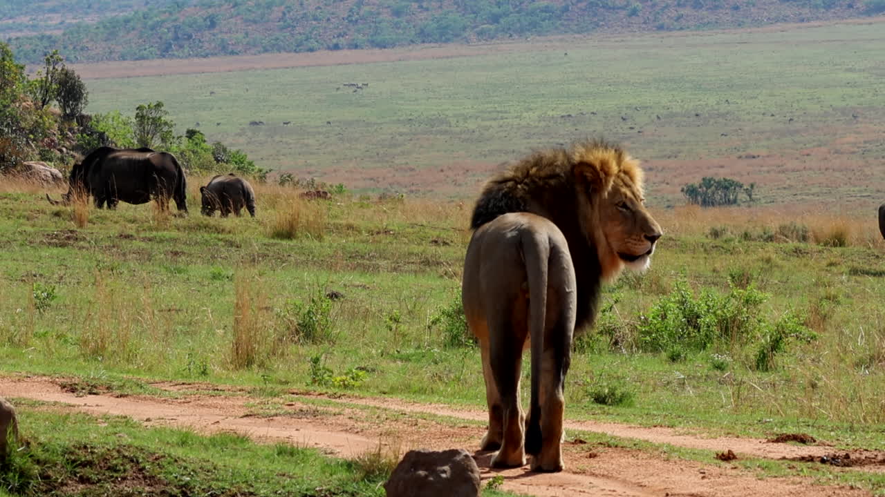 Male African lion scanning its territory with rhinos in background