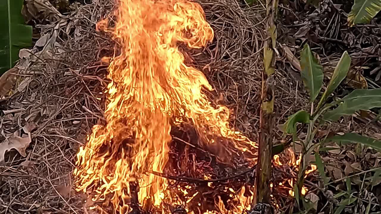 Brush fire blazes in dry scrub, licking leaves with fierce heat, slow-mo