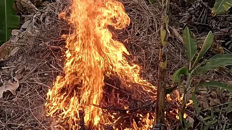 brush fire blazes in dry scrub, licking leaves with fierce heat, slow-mo