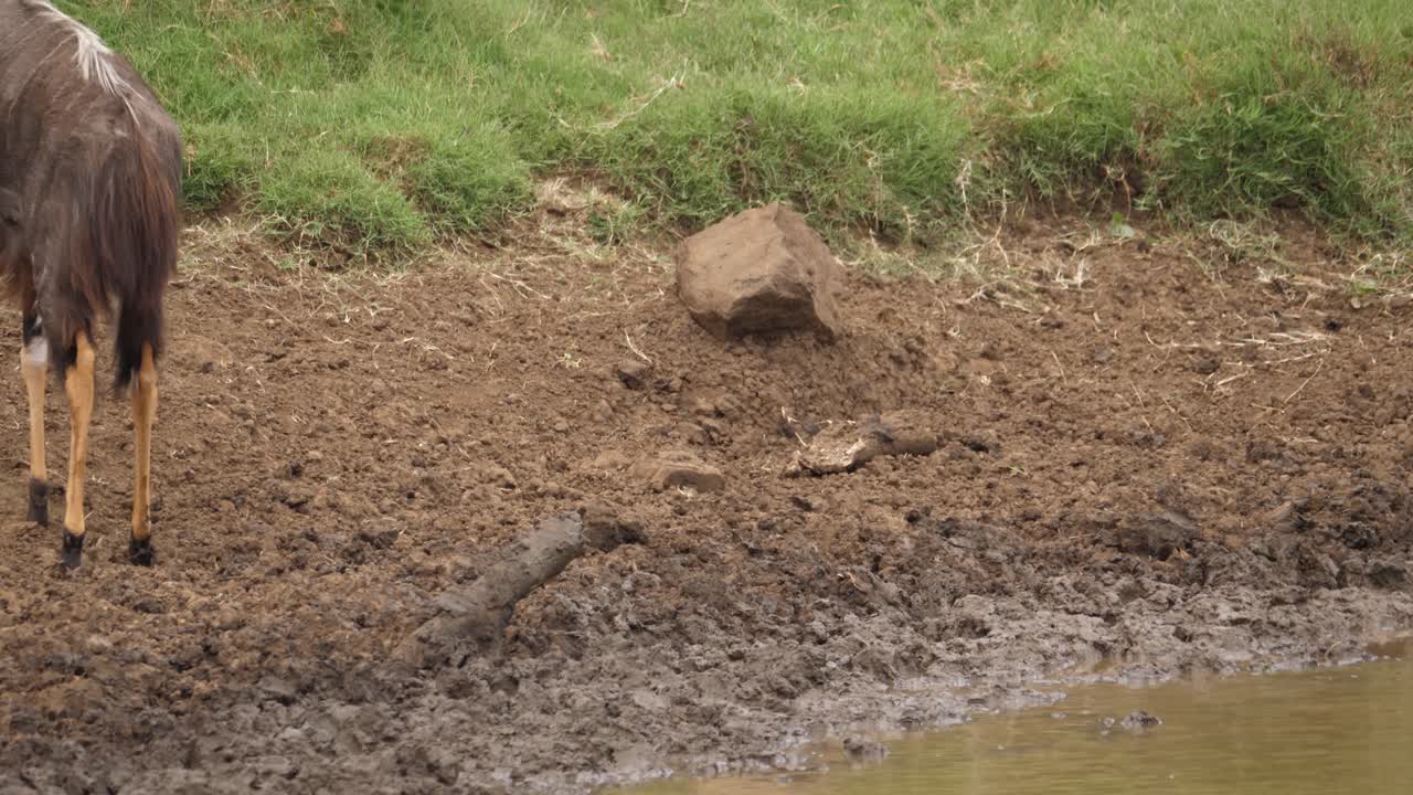 Male Nyala Antelope drinking muddy water is startled by something