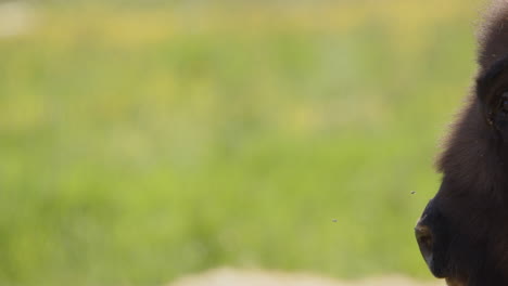 closeup on head of bison staring intently ahead in meadow