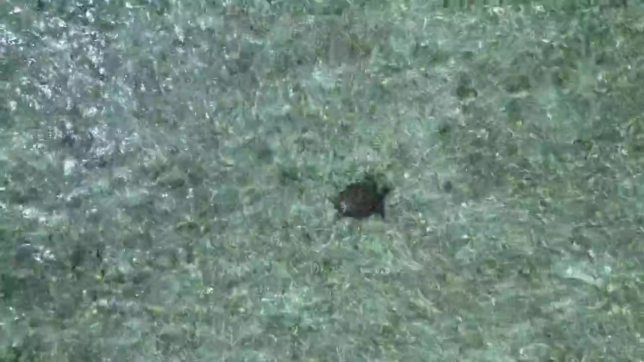 Wildlife green sea turtle swimming freely in shallow, clear turquoise ocean water, representing marine life and conservation. Perfect aerial view ascending raise up drone speed ramp time lapse