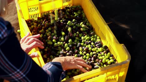 Woman-checking-harvested-olives-in-crate-4k