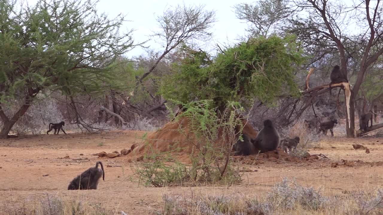 큰 개코원숭이 가족이 아프리카의 사바나를 걷고 있습니다.