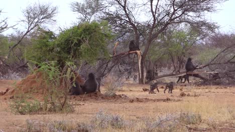 large family of baboons walk on the savannah in africa