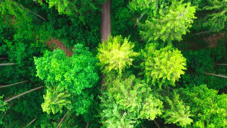 Luftaufnahme-Aus-Der-Adlerperspektive-Eines-üppigen-Grünen-Waldes-4k