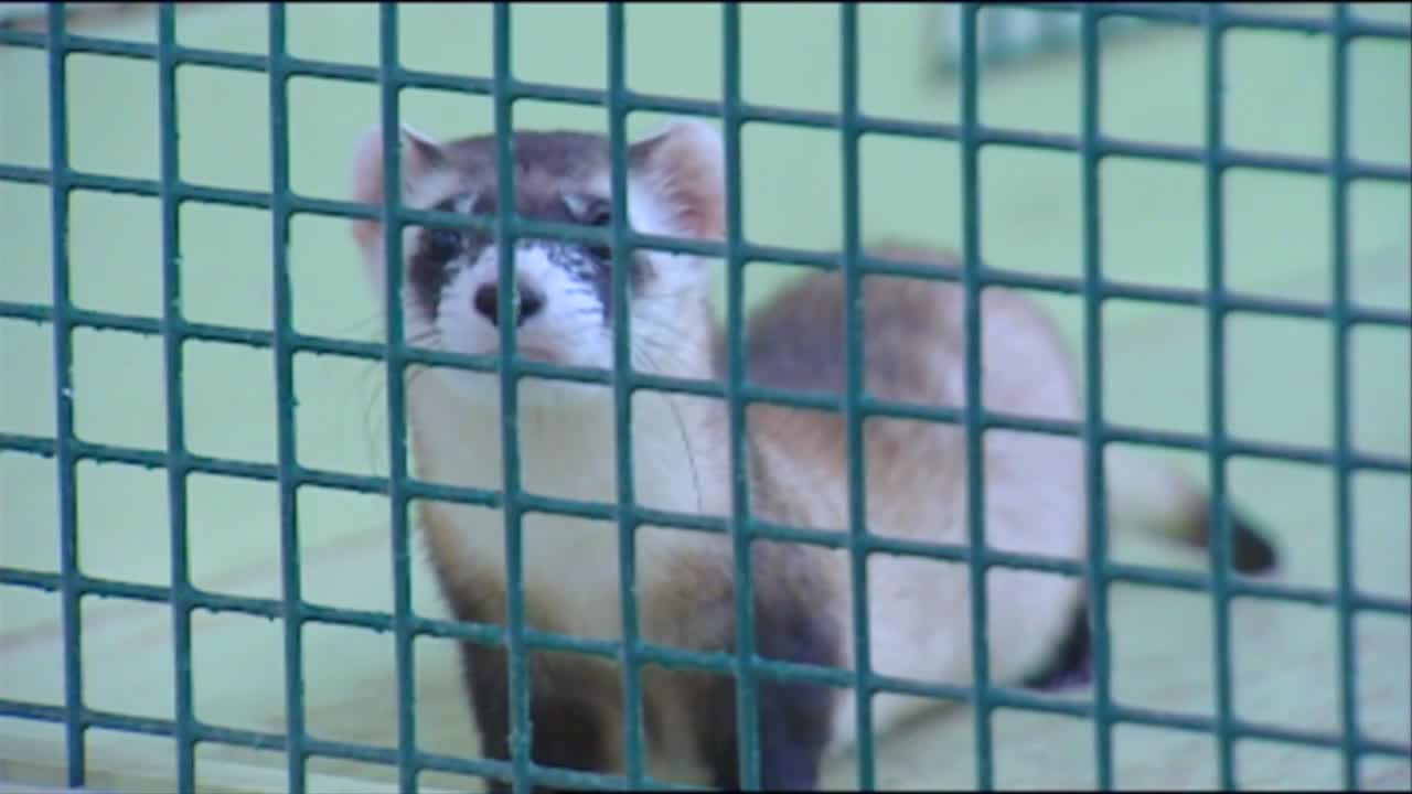 varias tomas de hurones en cautiverio