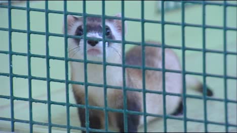 Various-Shots-Of-Ferrets-In-Captivity