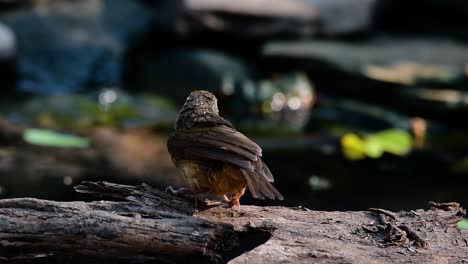 The-Abbot’s-Babbler-is-found-in-the-Himalayas-to-South-Asia-and-the-Southeast-Asia