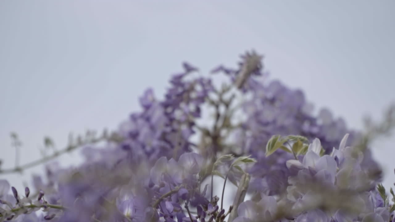 Primo piano su fiori viola che sbocciano in primavera nel centro di Roma, Italia