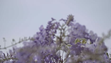 Close-up-on-blooming-purple-flowers-in-spring-in-city-center-of-Rome-Italy