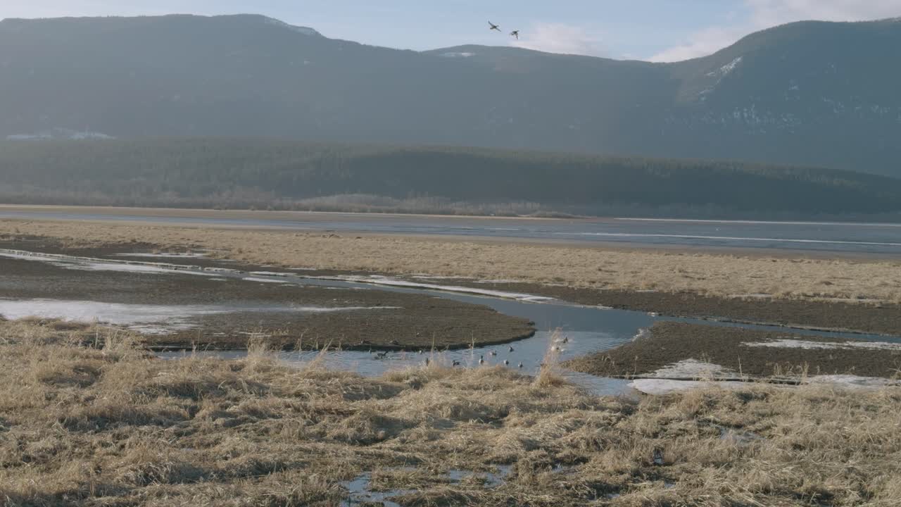 Scenic Lake Front and Wildlife in Salmon Arm, British Columbia