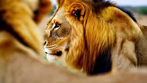 lion portrait in the savanna