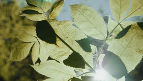 Green-leaves-in-a-dense-forest-with-the-warm-sun-shining-through