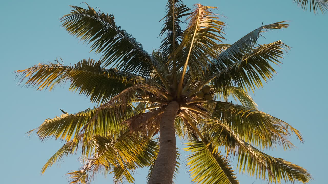 palmera contra un cielo azul