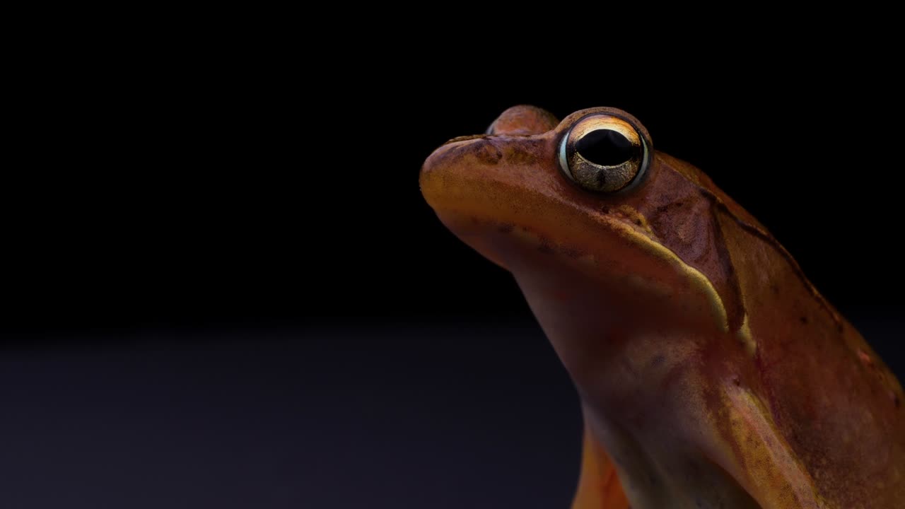 은 갈색 개구리의 4k 비디오