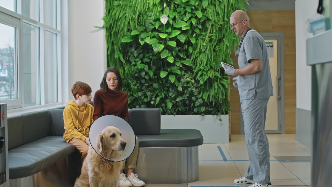 Golden Retriever Having Vet Appointment