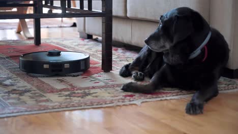 Slow-motion-footage-captures-an-autonomous-robot-vacuum-cleaning-atop-a-colorful-floor-carpet,-with-a-black-dog-lying-in-the-living-room