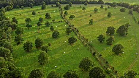 Hoch-über-Einem-Grünen,-Mit-Eichen-Bedeckten-Feld-Fliegen