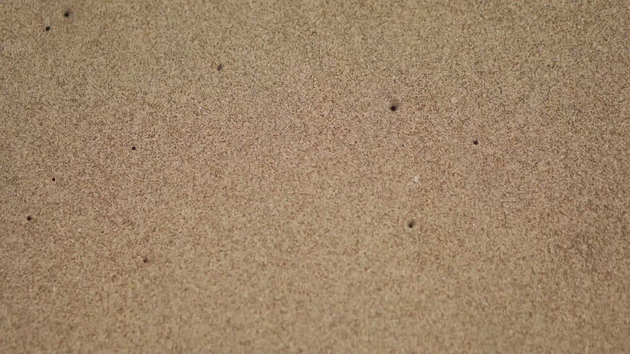 모래에 너구리 발자국