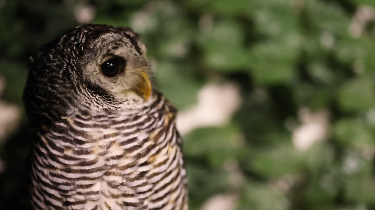 부이는 잎자루를 배경으로 머리를 회전시니다.