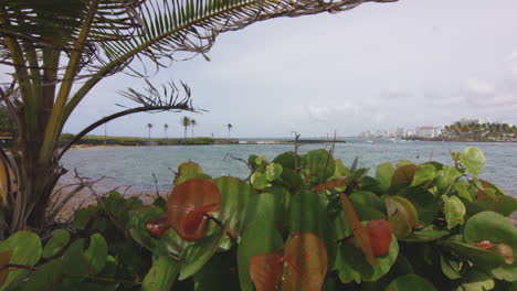 Palm-trees-and-plants-wave-in-the-wind-overlooking-El-Boqueron-Bay,-San-Juan,-Puerto-Rico