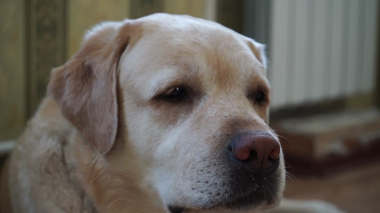 Head of a Labrador breathing hard