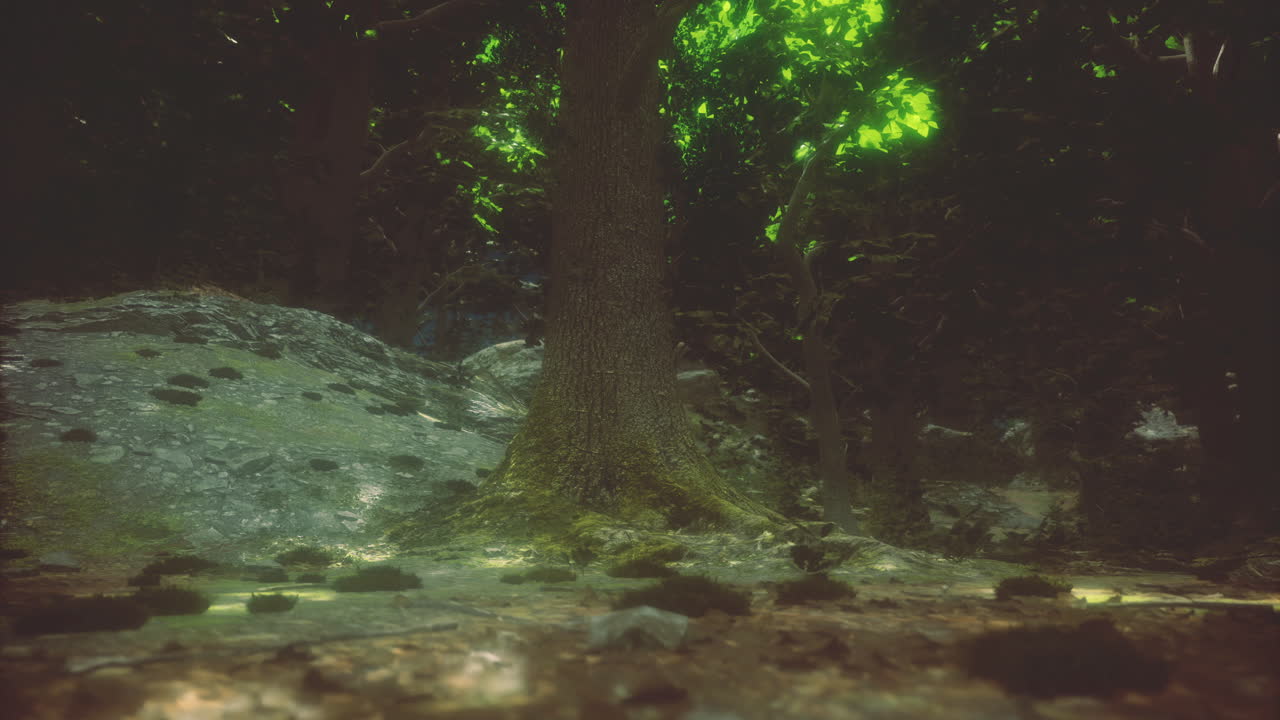 Mysterious forest scene with glowing tree and rocky ground during twilight