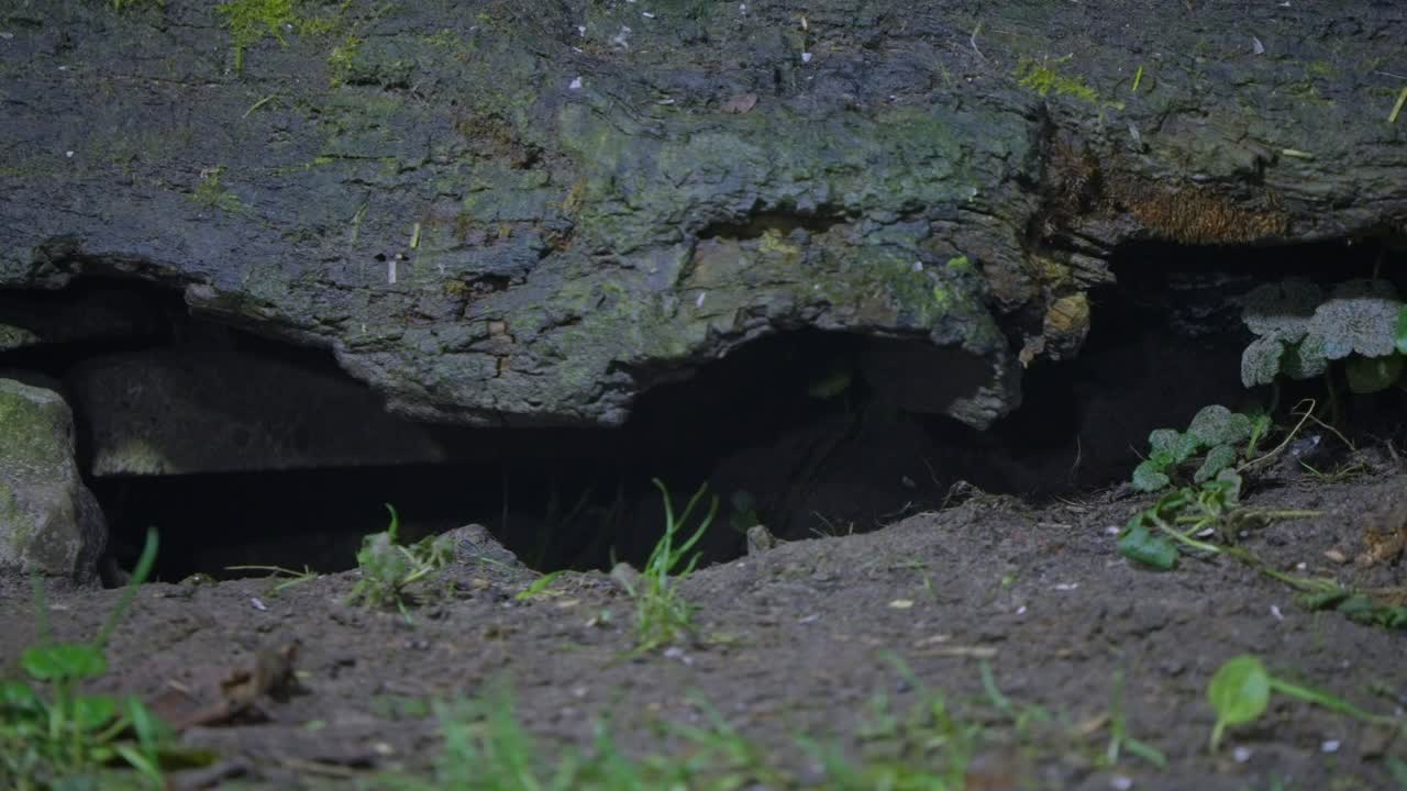 A small mouse foraging in moss and leaves on the forest floor in Drenthe, Netherlands