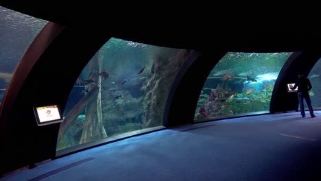 panoramic view o an aquarium