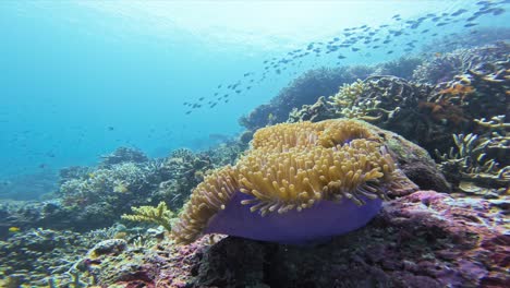 a vibrant sea anemone with clownfish nestled within it in the raja ampat, indonesia