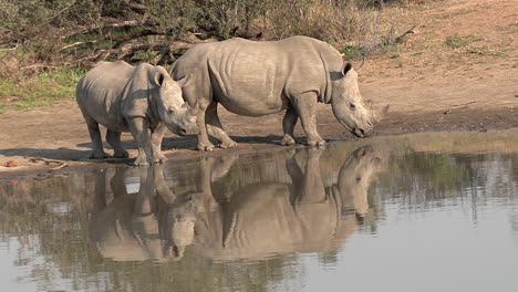 two white rhinos at a watering hole with their beautiful reflections in the water