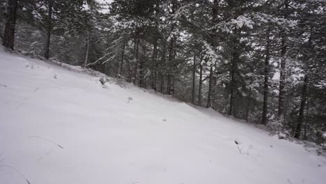 forest with pine trees on snow wide panoramic shot, white background in winter