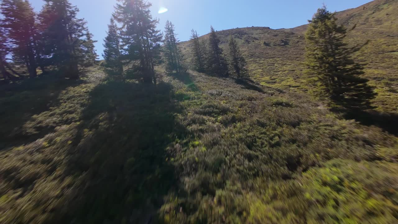 Sunny alpine hillside with trees, aerial view from Brambrüesch, Switzerland