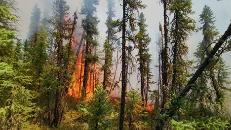 marchant dans la forêt vers un wildifre consommant la végétation et avec une fumée lourde dans l'air