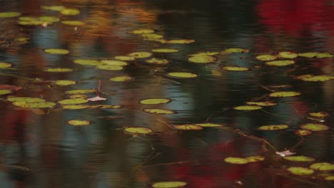 still water with floating autumn leaves creating a colorful atmosphere, north america, quebec, montreal, canada.