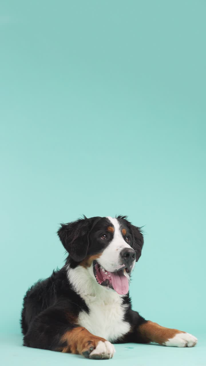 Portrait of a Bernese Mountain Dog