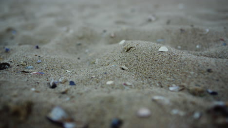 Nahaufnahme-Sandstrand-Muschel.-Meeresstrand-Sandoberfläche.-Detail-Des-Naturhintergrunds
