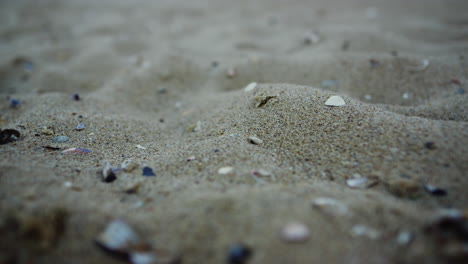 Primer-Plano-De-Concha-De-Playa-De-Arena.-Superficie-De-Arena-De-La-Playa-De-Mar.-Detalle-Del-Fondo-De-La-Naturaleza