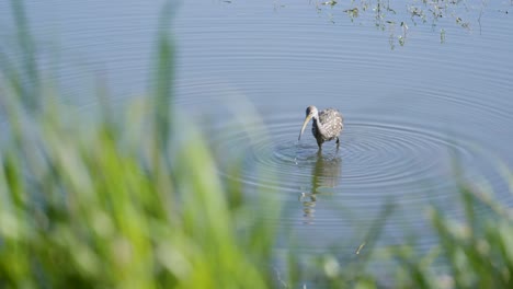 A limpkin wades peacefully in calm blue water, framed by soft green grass in the foreground