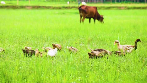 group of ducks grazing on rural grass farmland with cow seen in background in bangladesh