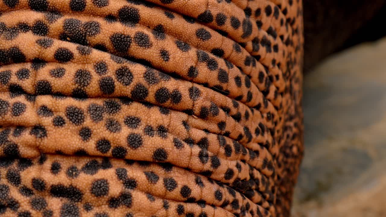 A detailed close-up of an Asian elephant’s trunk, highlighting the unique texture and characteristic skin dots.